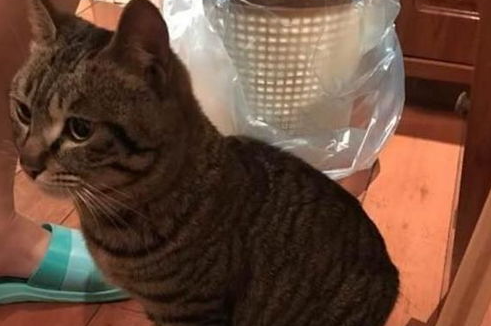 宠物猫怀孕和分娩时我们需要了解哪些相关知识? 宠物猫怀孕和分娩时我们需要了解哪些相关知识?