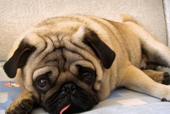 巴哥犬很臭该怎么办？几个小技巧轻轻松松处理狗狗臭味