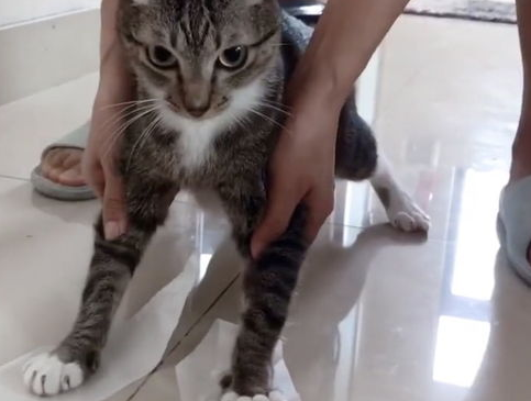 猫为什么怕粘毛纸？