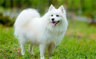 银狐犬为何非常少人养?原因你知道吗?