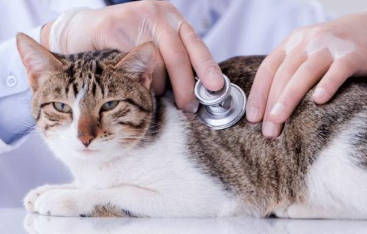 猫咪得了肠胃炎还拉血了该怎么办