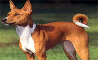贝生吉犬的外貌特征性情