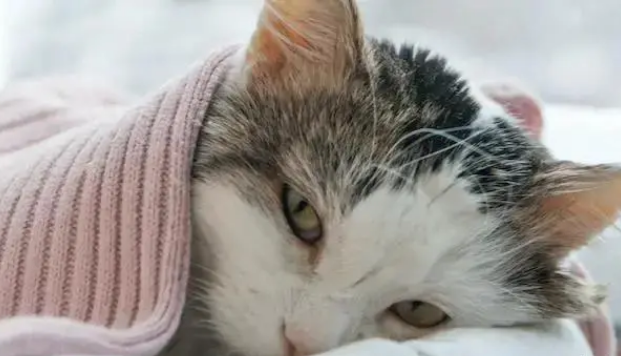 猫咪发烧了该怎么办?猫咪感冒发烧的应对措施! 猫咪发烧了该怎么办?猫咪感冒发烧的应对措施!