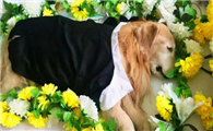 宠物死后处理方式