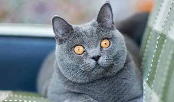 猫咪耳朵发炎是怎么回事?吃什么药? 猫咪耳朵发炎是怎么回事?吃什么药?