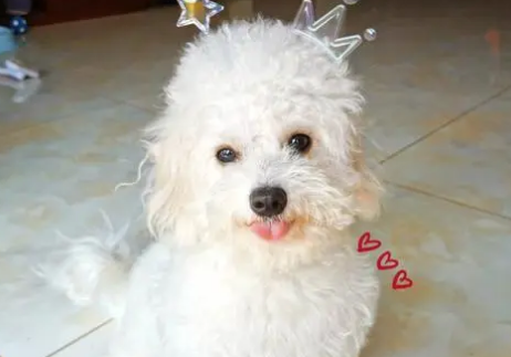 小狗进家后，要避免的错误做法！