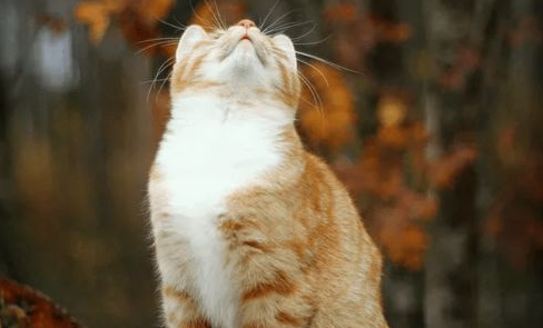 猫咪缺乏维生素A也是病?!是真的! 猫咪缺乏维生素A也是病?!是真的!
