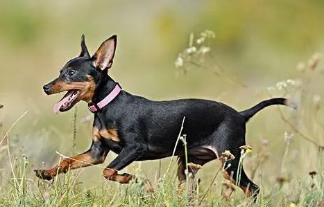 迷你杜宾和小鹿犬