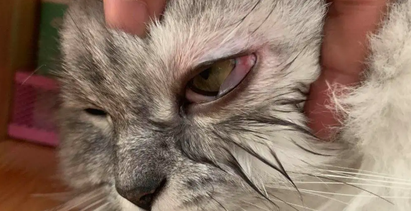 猫咪眼睛流泪有分泌物 猫咪眼睛流泪有分泌物