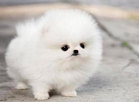 女生适合养什么狗？