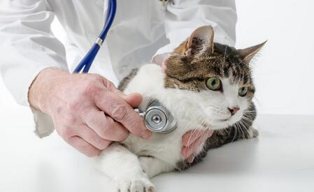 猫猫有艾滋病的症状和治疗方法