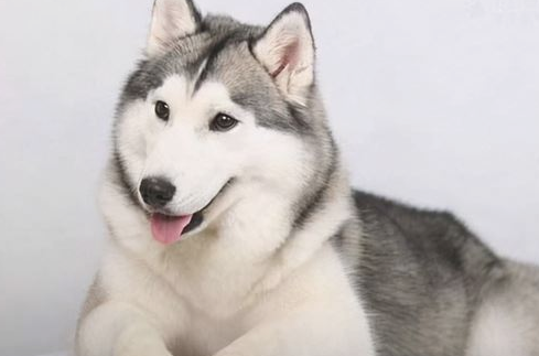 狗狗有这些特点，说明是好狗！