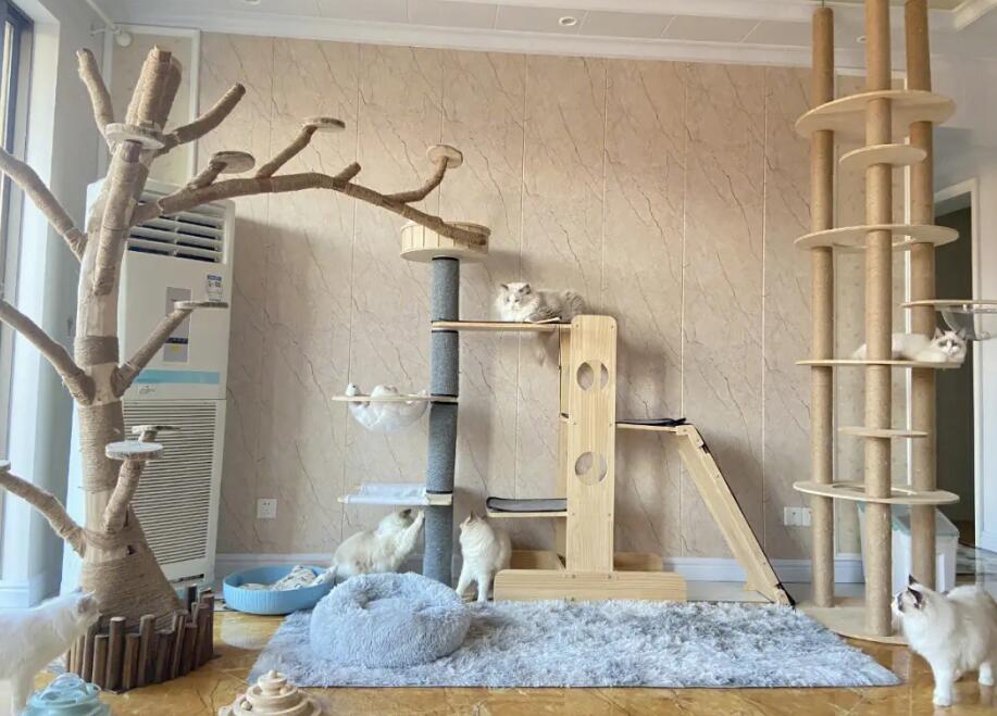 汉中有正规猫舍吗