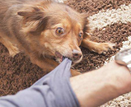 狂犬病早期的症状有哪些？