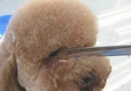 清除“泰迪犬”泪痕的5小方式 ,拿走不谢! 清除“泰迪犬”泪痕的5小方式 ,拿走不谢!