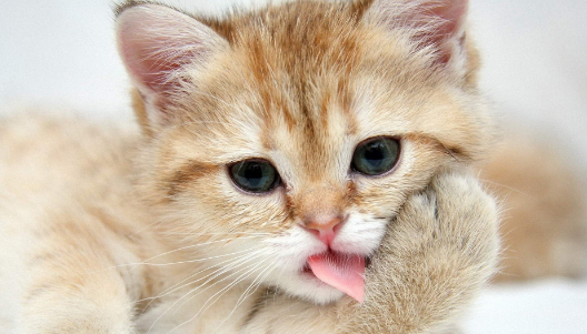 猫突然不爱吃肉正常吗？有哪些原因？