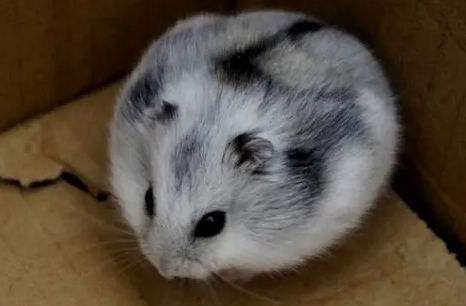 一线仓鼠凶还是三线仓鼠凶