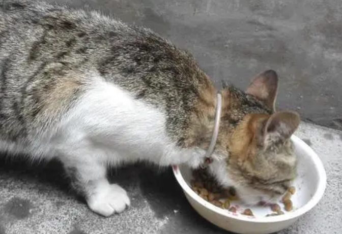 农村喂小土猫吃什么？来看看吧