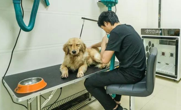 大理宠物医院哪家最好