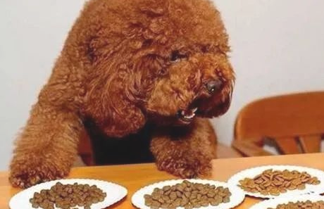 怎么才能给狗狗补充维生素? 怎么才能给狗狗补充维生素?