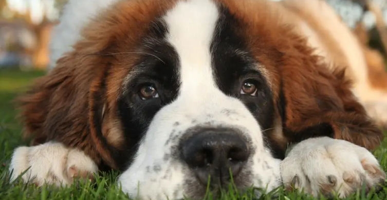 圣伯纳犬有体味该怎么办? 圣伯纳犬有体味该怎么办?