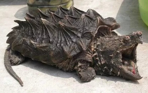 话说,北美拟鳄龟可以爆刺吗? 话说,北美拟鳄龟可以爆刺吗?