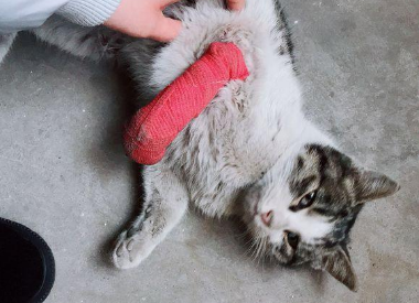 猫咪腿受伤了青了一大块该怎么办呢