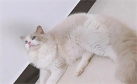 布偶猫和银渐层配种图片