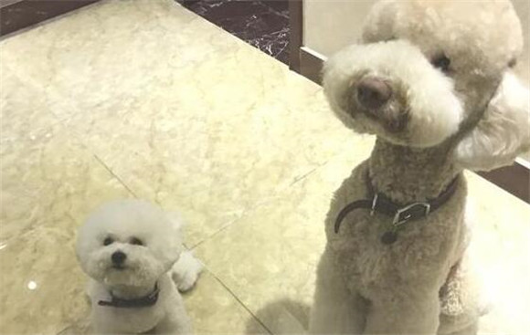 喂养泰迪犬和比熊犬哪家好?比照这五个层面 喂养泰迪犬和比熊犬哪家好?比照这五个层面