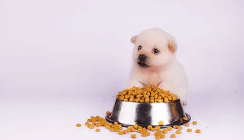 幼犬如何过度换狗粮