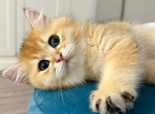 猫咪也会得糖尿病吗?猫糖尿病诊断与治疗! 猫咪也会得糖尿病吗?猫糖尿病诊断与治疗!