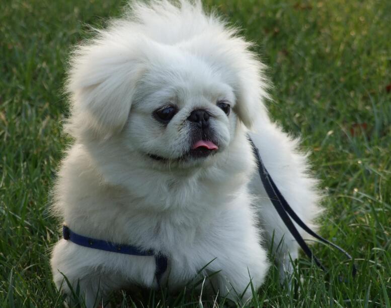 受人热烈欢迎的就京巴犬,好看又讨人喜欢,为何非常少见到了 受人热烈欢迎的就京巴犬,好看又讨人喜欢,为何非常少见到了