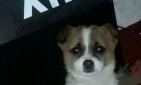  昨天喂食的狗狗今天出事儿了，实在忍不住了