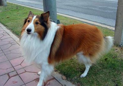 牧羊犬的腿没有气力是怎么回事?不妨来看看吧 牧羊犬的腿没有气力是怎么回事?不妨来看看吧