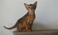 阿比西尼亚猫拆家吗