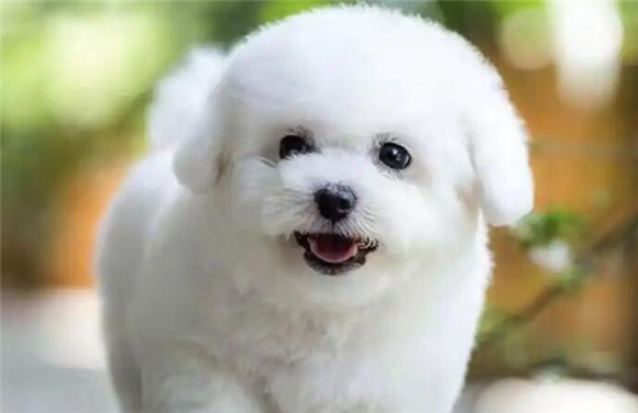 狗狗咳嗽干呕多久会好