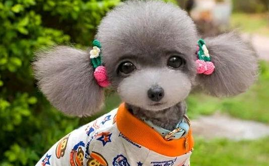泰迪犬“生理期”如何照顾?快来看看吧 泰迪犬“生理期”如何照顾?快来看看吧