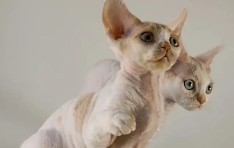 德文卷毛猫是什么品种