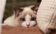 训练猫咪装死的三个步骤,8秒让你学会!