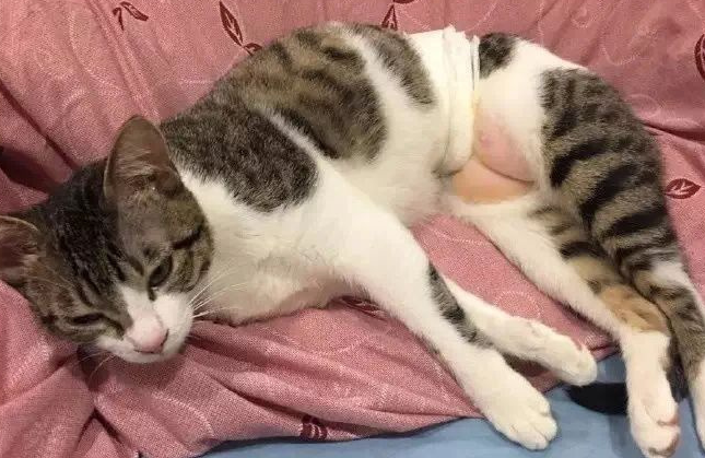 猫咪的蛋蛋为什么很松