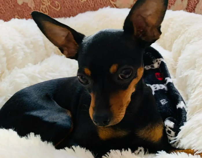 小鹿犬黑的好还是黄的好