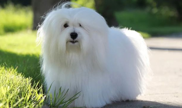 棉花面纱犬为什么要卖那么贵
