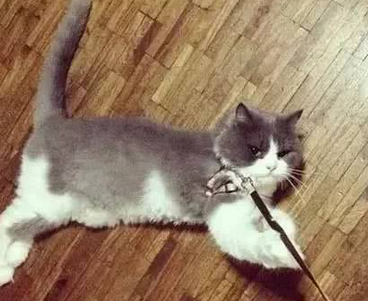 第一次带猫出门散步,我的猫突然晕倒了 第一次带猫出门散步,我的猫突然晕倒了