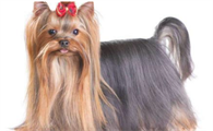 老年人犬吃什么狗粮易于消化，十岁的老年人犬吃什么狗粮有营养