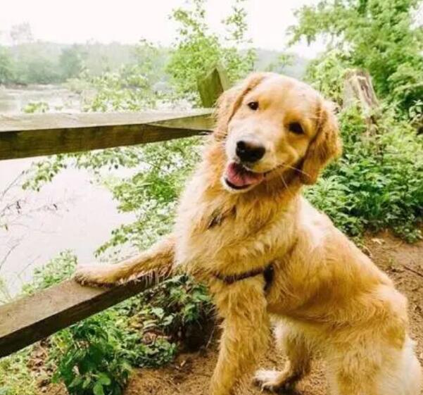 养宠物经验很少的初学者怎么快速挑选纯种金毛幼犬
