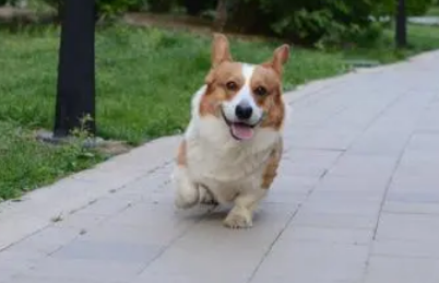 怎样改掉柯基幼犬张嘴咬人