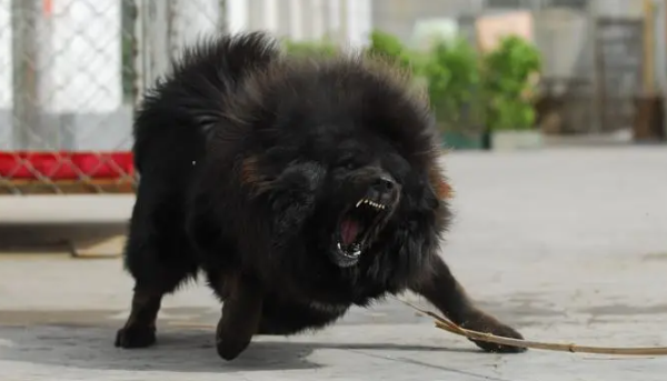 什么原因造成藏獒瘸腿 藏獒跛脚缺钙的怎么办