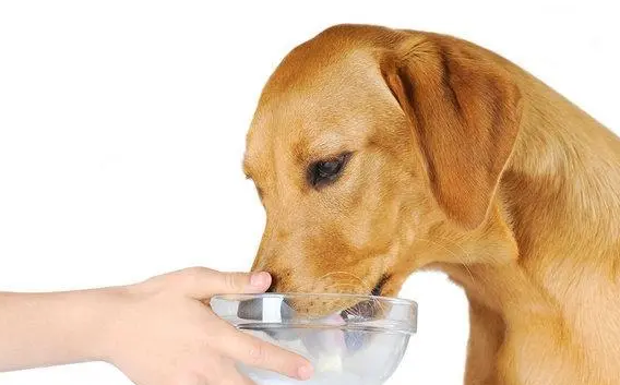 狗狗胃肠炎禁食几日？主人一定要知道