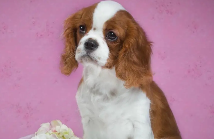 西班牙小猎犬找兔