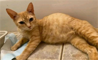 猫咪脊背很瘦、肚子却变大是什么原因导致的?